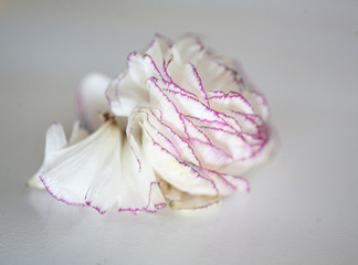 Close-up ranunculus petals 