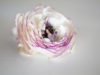 Close-up ranunculus petals 