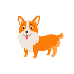 Cute animals - corgi dog