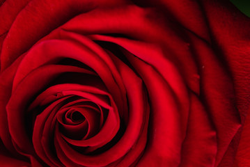 red rose, macro