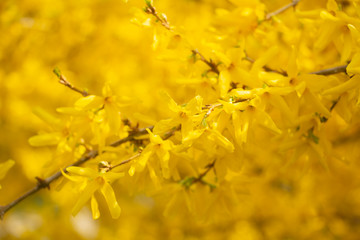 Golden laburnum blossom spring background