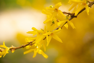 Golden laburnum blossom spring background