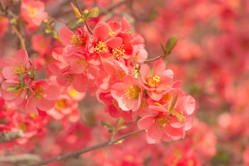 Fototapeta na wymiar Pink blossom tree spring background