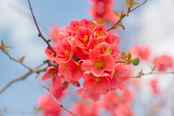 Pink blossom tree spring background