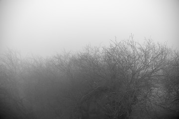 Landscape with beautiful fog in forest on hill or Trail through a mysterious winter forest with autumn leaves on the ground. Road through a winter forest. Magical atmosphere.