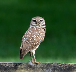 Brown burrowing owl with white spots and yellow eyes is standing on a wood fence against a blurred dark green grass background.