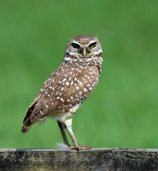 Brown burrowing owl with white spots and yellow eyes is standing on a wood fence against a blurred bright green grass background.