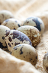 Small quail eggs on the cloth, product