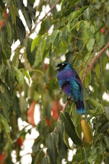 Rüppell's starling, also known as Rueppell's glossy-starling or Rueppell's long-tailed starling. A colorful bird species occurring in Eastern Africa in its natural environment.