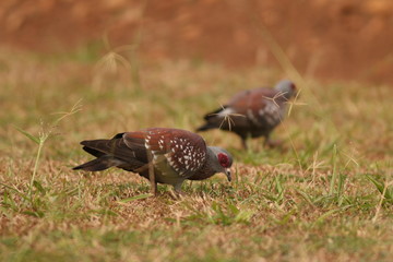 The speckled pigeon, also called (African) rock pigeon, is a pigeon that is a resident breeding bird in much of Africa south of the Sahara.
