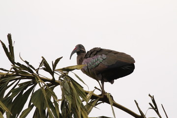 The hadada or hadeda ibis, is a bird found in Sub-Saharan Africa. It is named for its loud calls uttered in flight.  An exotic bird species in its natural environment.