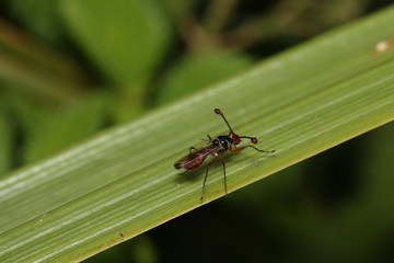Stalk-eyed fly in its natural environment. A funny and weird insect occurring in Eastern Africa.