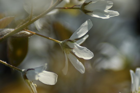 Blüten einer Felsenbirne (Amelanchier) © summersum