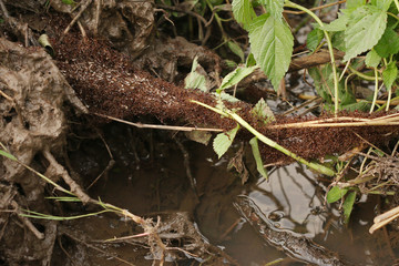 Safari ants, also called Siafu, making a gridge over a small stream using their own bodies. A small cooperating insect with large mandibles occurring in Eastern Africa.