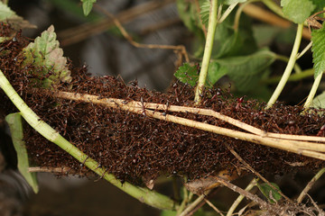 Safari ants, also called Siafu, making a gridge over a small stream using their own bodies. A small cooperating insect with large mandibles occurring in Eastern Africa.