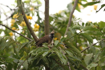 Mousebird in its natural environment. A common bird species occurring in plantations in Eastern Africa.