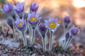 pasque flower field