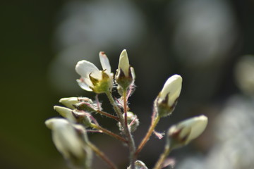 Blüten einer Felsenbirne (Amelanchier)