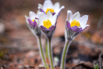 pasque flower field