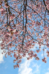 Pink sloe in early spring in Germany