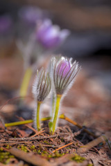 pasque flower field