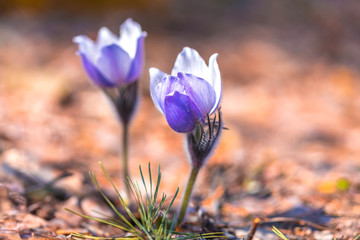 pasque flower field