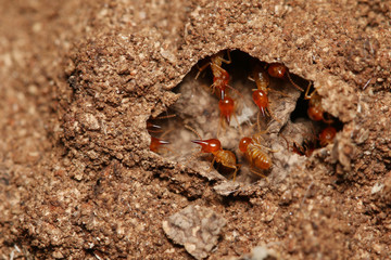 Snouted termites in the nest. A common insect species occurring in tropical and subtropical regions, considered as pest living in wood.