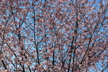 Pink sloe in early spring in Germany