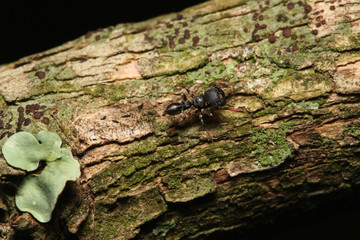 Ant mimicking jumping spider of the genus Myrmarachne in Eastern Africa. A predatory spider species with extraordinary shape pretending to be an ant.