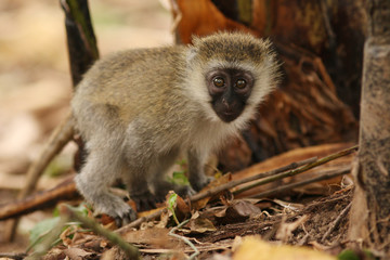 The vervet monkey, or simply vervet, is an Old World monkey of the family Cercopithecidae native to Africa. An exotic mammal species in its natural environment.