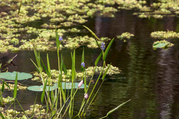 The striking beauty of a sturdy stalk of Blue Flag Iris stands out in this marsh grasslands