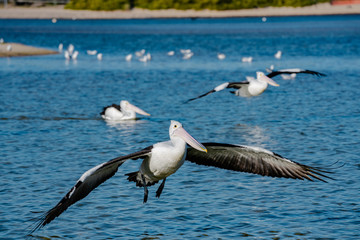 white pelican in flight