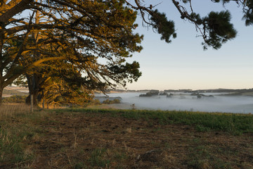 road in the forest at morning with the fog