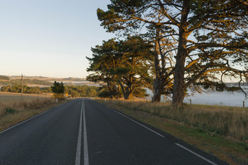 road in the forest at morning with the fog