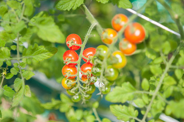 トマト　プチトマト