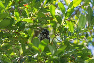 New Holland Honeyeater on a tree