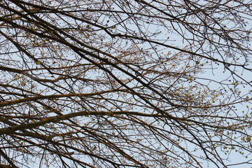bare maple tree branches on blue sky selective focus