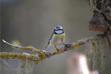 Blaumeise auf Ast