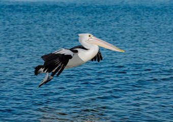 white pelican in flight