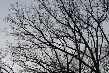 bare oak tree branches on blue sky selective focus
