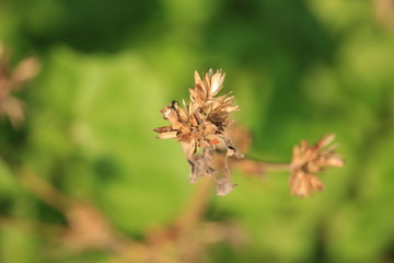 Colorful Natural Background