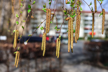 Birch pollen at the first sign of spring during a colorful sunset. Close up with sunrays and shallow depth of field with bokeh