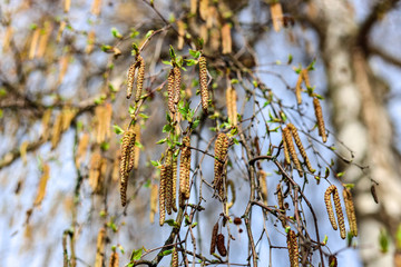 Birch pollen at the first sign of spring during a colorful sunset. Close up with sunrays and shallow depth of field with bokeh