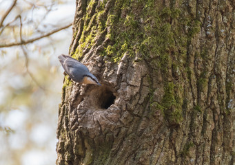 Great spotted woodpecker on a tree