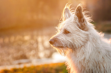 Closeup beautyful Portrait dog in park on autumn sunset
