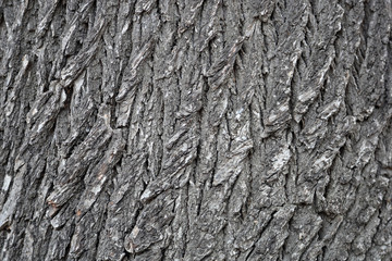 The textured surface of the multi-year bark of deciduous tree in the forest