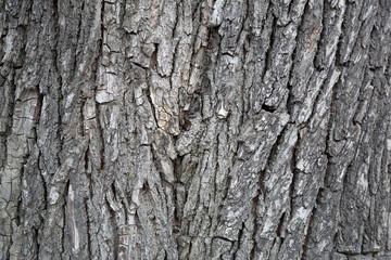 The textured surface of the multi-year bark of deciduous tree in the forest