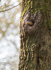 Obraz premium Woodpecker on tree.Bird in the tree