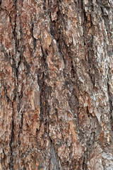 The textured surface of the multi-year bark of deciduous tree in the forest