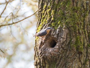 great spotted woodpecker on a tree